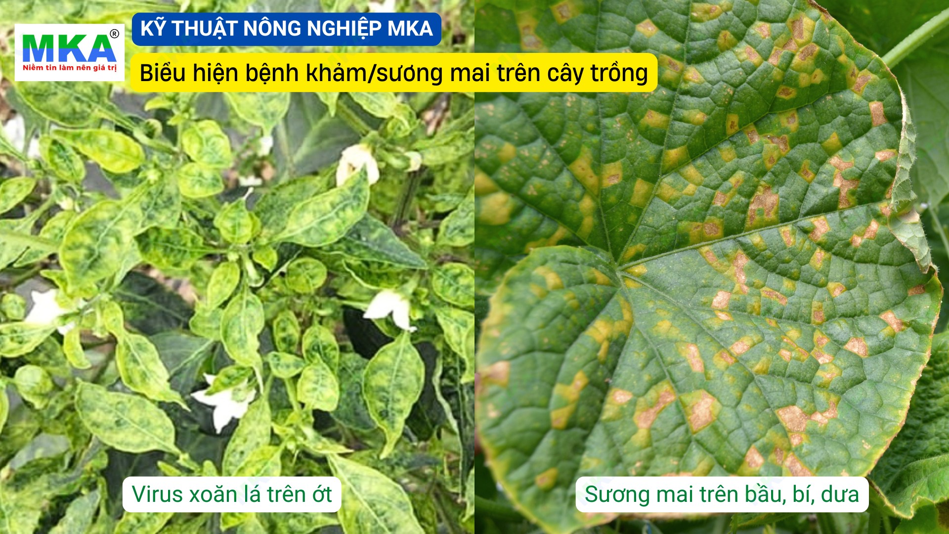 Biểu hiện bệnh khảm/sương mai trên cây trồng